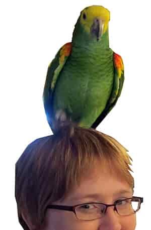 bird pet sitting