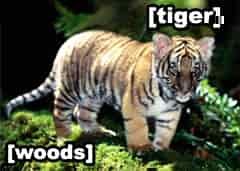Literal Tiger Woods