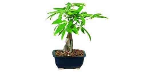 money tree bonsai