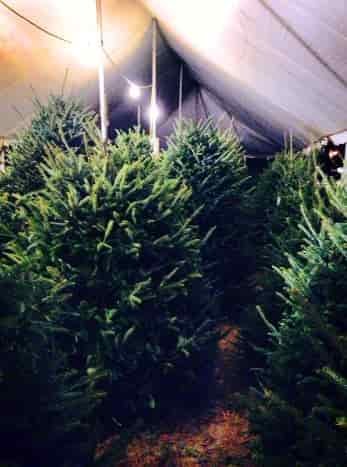narnia christmas tree stand