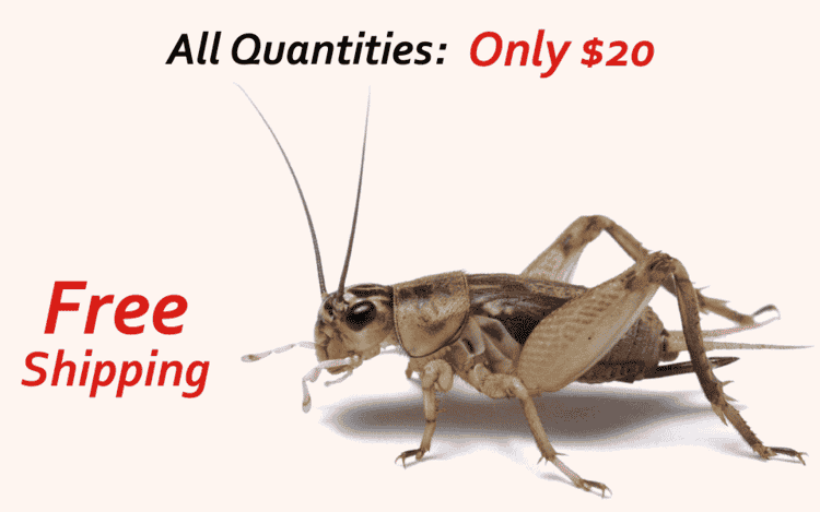 online crickets for sale