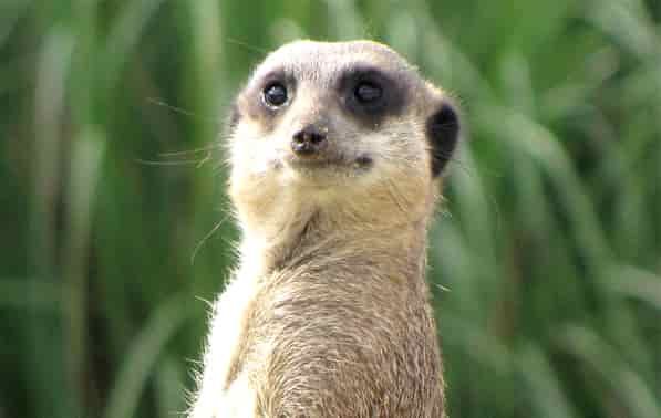 overheard meerkat