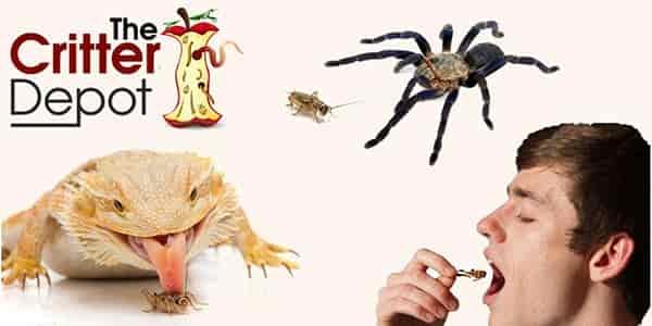 the critter depot