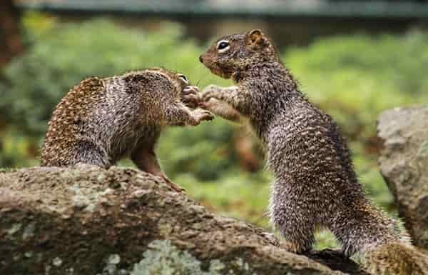 wallet squirrels
