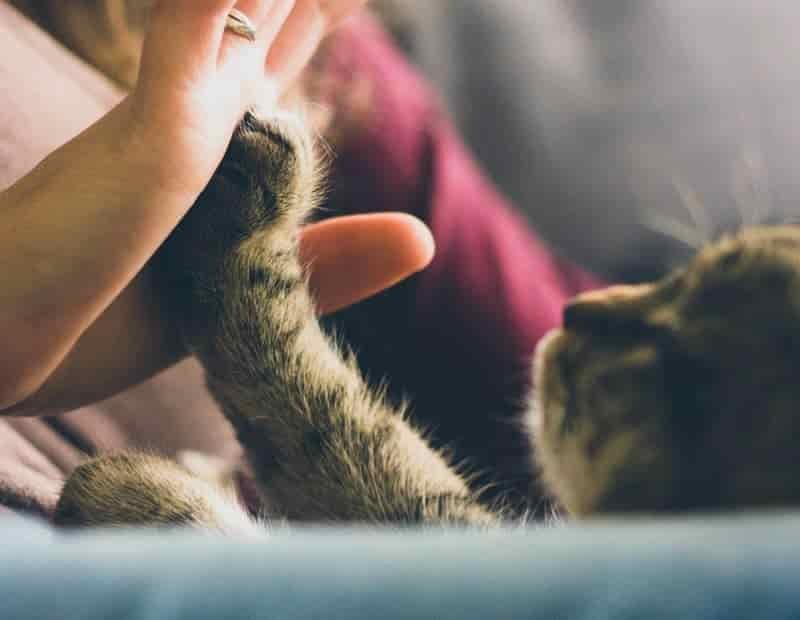 tabby cat touching person's palm